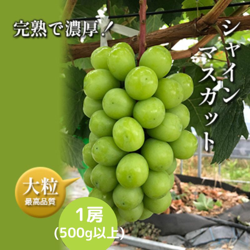 【ふるさと納税】【令和6年産予約】完熟シャインマスカット1房（500g以上）　【 果物 フルーツ デザート 食後 産地直送 樹上完熟 夏 旬 夏の果物 】　お届け：2024年8月上旬～8月下旬ごろ