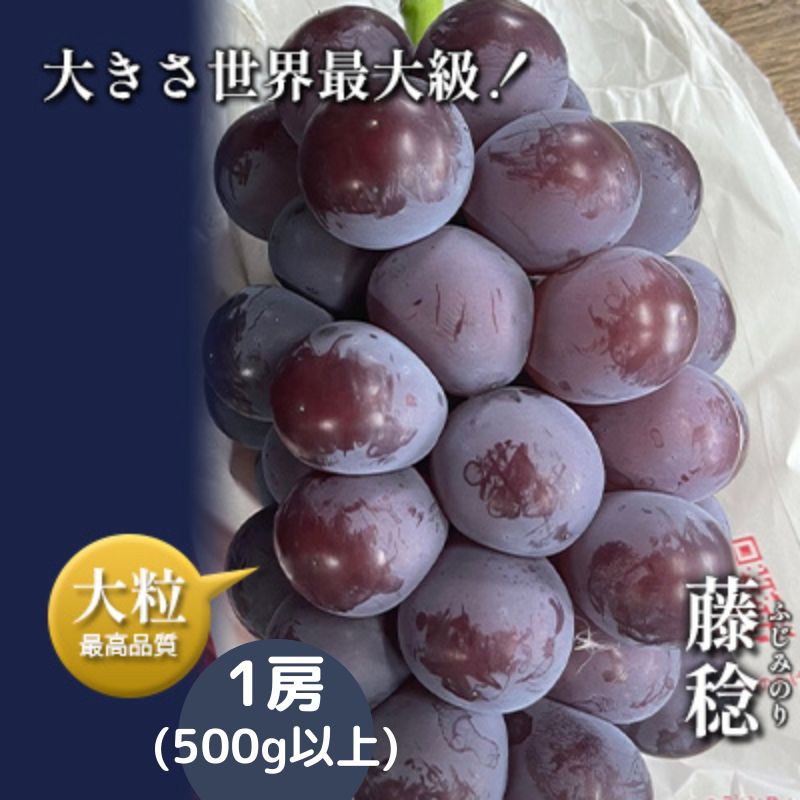 【ふるさと納税】【令和6年産予約】藤稔1房 500g以上 【 果物 フルーツ デザート 食後 産地直送 大粒 黒ブドウ 樹上完熟 】 お届け：2024年8月上旬～8月下旬ごろ