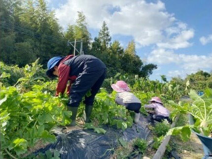 【ふるさと納税】 【農業体験（1名様）】無農薬野菜のプロフェッショナルと一緒に、楽しく充実のひと時を共に過ごしましょう！体験 農業体験 畑 無農薬 野菜 京都 綾部