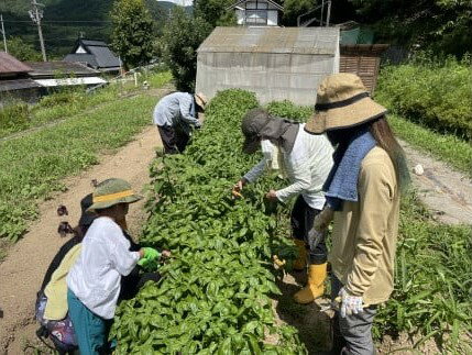 【ふるさと納税】 【農業体験(1名様)】無農薬...の紹介画像3