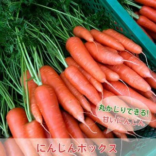 丸かじりできる！甘いにんじん(約5kg)【発送時期：7月/12月～2月】丸かじり 甘い 人参 安心安全 季節の野菜 新鮮 農薬不使用 フルーティ 京都 綾部 農家直送