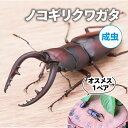 【ふるさと納税】 【2025年6月‐8月配送】 ノコギリクワガタ (成虫) オスメス1ペア ( 昆虫 飼育観察 夏休み 自由研究 生き物 自然環境 夏休み 学習...