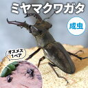 【ふるさと納税】 【2025年6月‐8月配送】 ミヤマクワガタ(成虫)オスメス1ペア ( 昆虫 飼育観察 自然採集 ミヤマクワガタ 夏休み 自由研究 生き物 自...