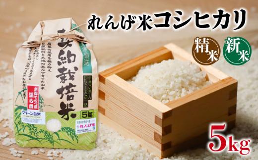 令和5年 産 コシヒカリ 精米 5kg れんげ米 こしひかり 京都 南丹