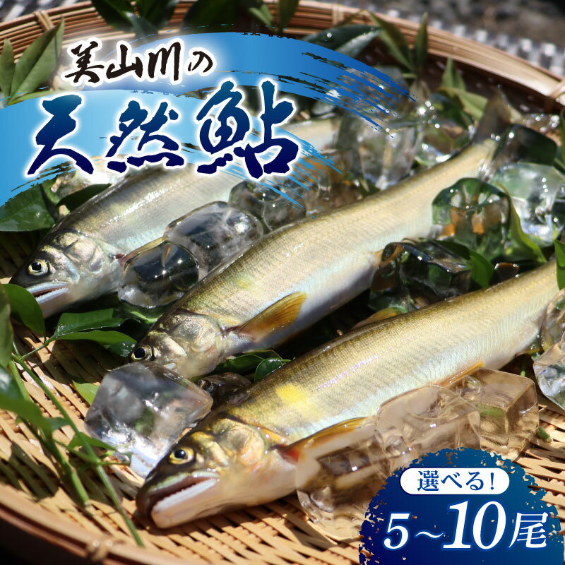 美山川の天然鮎 選べる 10尾 5尾 冷凍 天然鮎 天然 国産 鮎 あゆ 川魚 魚介 魚 塩焼き おすすめ 京都府 京都 南丹市 美山