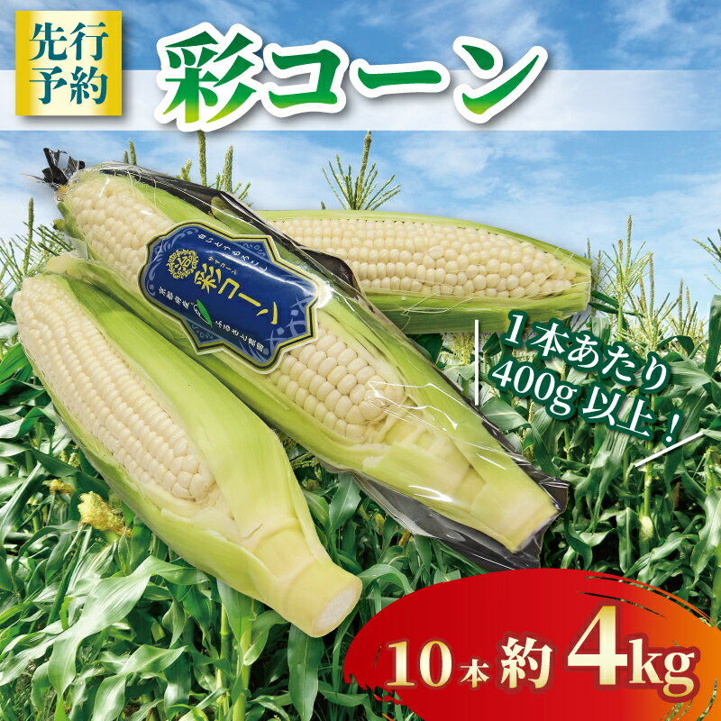 【ふるさと納税】 【先行予約】 彩コーン 約4kg 10本 ホワイトコーン とうもろこし 白いとうもろこし コーン スイートコーン 朝食 昼食 夕食 デザート おやつ 糖度 野菜 産地直送 京都 八幡 ふるさと農園