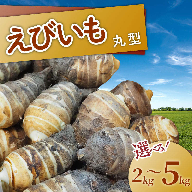 [ 期間限定 ]えびいも 丸型 選べる 容量 2kg・5kg 秀品 京野菜 さといも 里芋 国産 新鮮 旬野菜 旬 美味しい おいしい ブランド 京都府 期間限定 野菜 京都 お正月 京料理 いも おばんざい 煮物 あんかけ 素焼き 椀だね ふるさと納税 ふるさと納税野菜