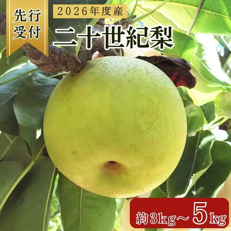 【ふるさと納税】 2026年度産 二十世紀梨 約3kg～約5kg (発送2026年9月予定) 梨 20世紀梨 なし ナシ フルーツ 果物 くだもの 秋 旬 京..