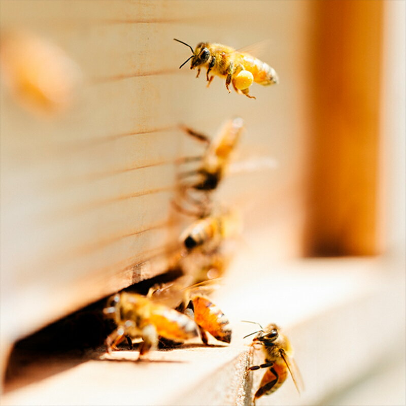 【ふるさと納税】【HONEY.K】《土からつくる京都生蜂蜜》京百花 250g×2本）| はちみつ 生蜂蜜 国産 京都産 250g×2本 逸品 お取り寄せ お土産 グルメ ご当地 ギフト お祝い ご家庭用 ご自宅用 京都府 京都市