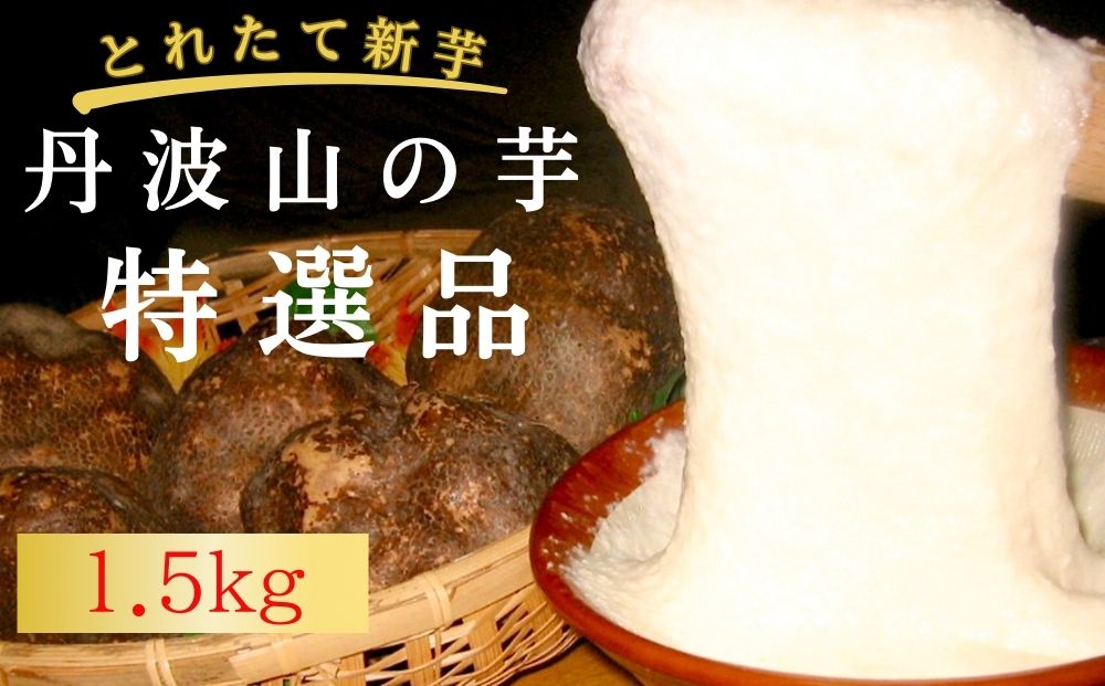 【芋家なか吉】プレミアム丹波山の芋特選品1.5kg│とれたて 11月 京都 京都市 やまいも ギフト 贈り物 贈答 おいしい おすすめ 人気 イモ 芋 いも