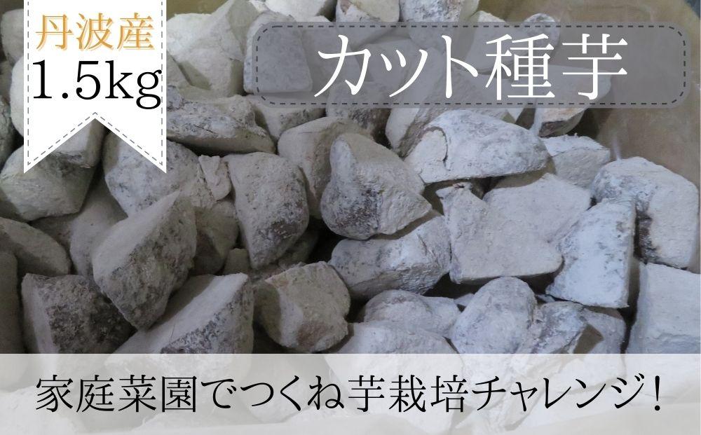 【芋家なか吉】後は植えるだけ カット種芋 1,5kg 丹波山の芋 《定植4～5月》│京都 京都市 種芋 栽培 家庭菜園 つくね芋 芋 いも イモ ギフト 贈り物 贈答 人気 おすすめ