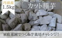 ・ふるさと納税よくある質問はこちら ・寄付申込みのキャンセル、返礼品の変更・返品はできません。あらかじめご了承ください。 ・ご要望を備考に記載頂いてもこちらでは対応いたしかねますので、何卒ご了承くださいませ。 ・寄付回数の制限は設けておりません。寄付をいただく度にお届けいたします。 品名 【芋家なか吉】後は植えるだけ カット種芋 1,5kg 丹波山の芋 《定植4～5月》 商品概要 プロの生産者により既にカットされている丹波山の芋の種芋です。 1.5kg(20〜25個入り) 切り分けた種芋には腐敗防止のため消石灰と農薬が施されています。 ■後は植えるだけ！家庭菜園でつくね芋栽培チャレンジ！ ここ数年反収減少が続き、ますます希少価値が高くなってきています。 よって期間限定商品になりますが、この希少価値の高い丹波山の芋の栽培にどんどんチャレンジして下さいね。 返礼品では、京都市内の当社下京区の工場で熟練の職人が保存・熟成・加工をした種芋をお届けいたします。 ■到着後の取り扱い 商品到着後は高温多湿を避けた場所で、空気にさらし、2週間以内に植え付けして下さい。 丹波山の芋の栽培方法も同封しますので参考になさってください。 ※令和6年3月末から随時発送いたします ■丹波山の芋(つくね芋)の歴史 大昔、つくね系（こぶし大の形）山芋の原種が中国から伝わり、徳川時代（将軍家光が愛食しました）には芋類の王様と称賛され、 丹波地方の恵まれた気候・風土の元、農家の方々が心を込めて苦心研究、品質改良に努めて育て上げたのが逸品・特産の山の芋（つくね芋）です。 つくね芋を粉末にして、卵黄とハチミツ、大豆粉、そば粉、ごまを加えたのが江戸時代に有名な　“強精食”「山薬長命丸」です。 また、つくね芋は高級の和菓子や上用饅頭に入れるため丹波より京の都に運ばれていました。 内容量 丹波山の芋1.5kg分を1個平均60〜70gに切り分けた種芋。　 20個から25個入り。 切り分けた種芋には腐敗防止のため消石灰と農薬が施されています。 梱包方法：ビニール袋に入れ、おが屑やクッション材で保護し、段ボールで梱包。 ※丹波山の芋栽培方法、注意事項等パンフレットも同封します。 配送方法 常温 発送期日 令和6年3月末から随時発送いたします。ご注文受付は5月末までとなります。 事業者 ■芋家なか吉■ 大昔、つくね系（こぶし大の形）山芋の原種が中国から伝わり、丹波地方の恵まれた気候・風土の元、 農家の方々が心を込めて苦心研究、品質改良に努めて育て上げた逸品が丹波特産山の芋(つくね芋)です。 この山の芋は江戸時代から芋類の王様と称賛され・・・ 徳川将軍家光が愛食したり、丹波地方から京の都にも献上されていました。 そういった歴史もあり江戸時代創業の由緒ある料亭や和菓子店で丹波山の芋が使用されていました。 弊店は丹波地方から厳選した山の芋を大量に仕入れし一年中販売しています。 京都市内店舗において徹底管理保存しお客様のニーズに合わせた商品の選別、加工等を行っており、 長年の信頼を受けた京都の老舗高級料亭や高級和菓子店様等にこの山の芋のご提供を何十年と続けています。 しかし丹波山の芋は近年生産量が少なくなり希少価値が段々と高くなってきており一般市場には出回りません。 ぜひ、この希少価値の高い山の芋をご家庭でも味わってください。 そして最強の粘りときめ細かさ、濃厚食感をたしかめてください！「ふるさと納税」寄付金は、下記の事業を推進する資金として活用してまいります。 （1）使途を指定しない （2）伝統・文化の継承や産業・観光の振興など活力あふれるまちづくり （3）子育て・すこやか・動物愛護のまちづくり （4）美しい景観・安心安全なまちづくり （5）京都の行政区・地域プロジェクトを応援 （6）京都の大学・学生の活動を応援 （7）まぢピンチ　京都の市バス・地下鉄を応援 （8）「日本遺産・琵琶湖疏水」の魅力創造事業 〜「びわ湖疏水船」の航路延伸などを応援！〜 入金確認後、注文内容確認画面の【注文者情報】に記載の住所にお送りいたします。 発送の時期は、寄附確認後2週間以内を目途に、お礼の特産品とは別にお送りいたします。