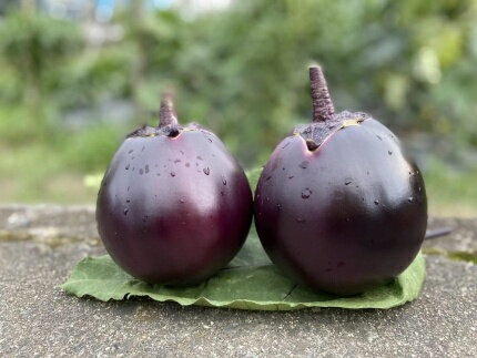 【ふるさと納税】京野菜「3種セット」賀茂茄子・万願寺とうがらし・伏見とうがらし【先行予約/2024年7~8月発送】 | 京野菜 伝統野菜 数量限定 先行予約 先行受付 茄子 ナス なす 賀茂茄子 ステーキ 田楽 グラタン 旬 まんがんじ とうがらし 唐辛子 あまとう 虹色Farm