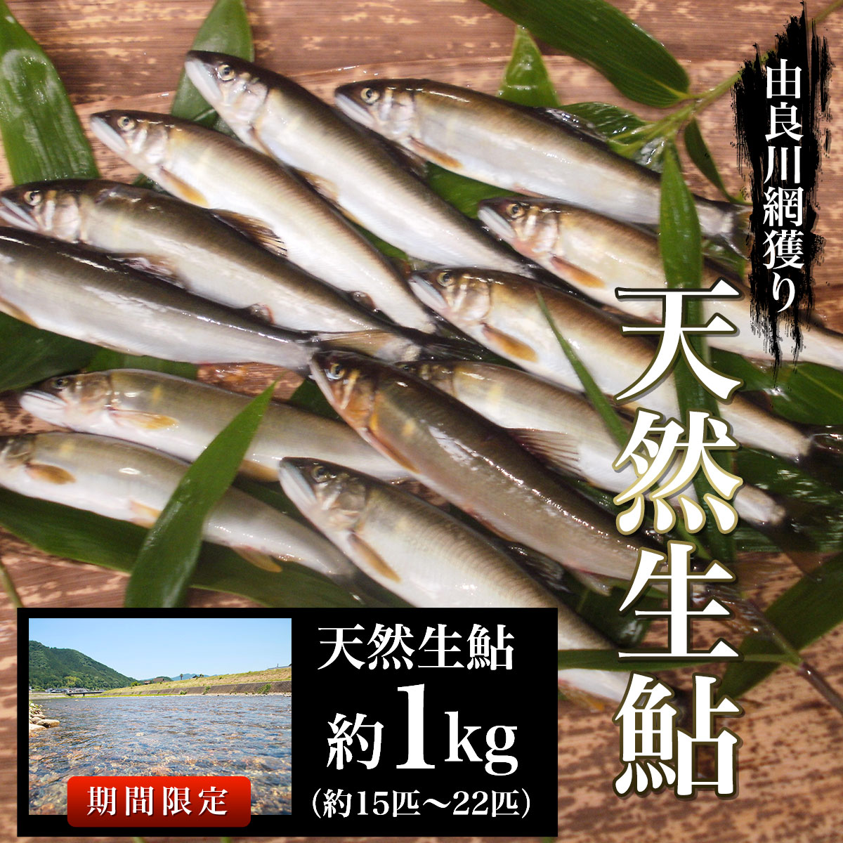 【2024年7月～発送開始】由良川の天然生鮎　約1kg【網獲り】（約15匹～22匹） ふるさと納税 鮎 あゆ 天然 天然生鮎 生鮎 アユ 塩焼き 天然鮎 天然あゆ 天然アユ 川魚 由良川 京都府 福知山市 FCF004