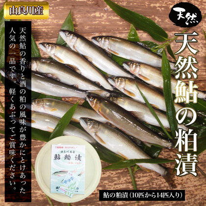 【由良川産】天然鮎の粕漬 ふるさと納税 鮎 あゆ 天然 京都府 福知山市 FCF002