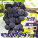 【ふるさと納税】 【先行予約】8月下旬発送開始!京都三和・丹波ぶどう<マスカットベリーA・箱詰>1kg / ふるさと納税 ぶどう ブドウ 葡萄 丹波ぶどう マスカットベリーA 1kg 甘い 濃厚 濃紺 大粒 三和町 特産 丹波 京都府 福知山市 FCCO003