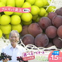 【ふるさと納税】アルギット葡萄 3房 シャインマスカット×2房 ピオーネ×1房 1.5kg以上 種なし アルギット農法 ノルウェー産天然海藻 フルーツ 果物 ぶ...