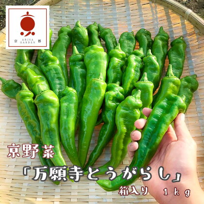 京野菜 「万願寺とうがらし」 からくない！肉厚甘い 逸品 箱入り 1kg 2～4人用 【送料無料】 【2024年7月より発送】