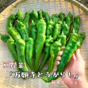 京都府舞鶴市発祥ブランド野菜 万願寺とうがらし専門農家の私が 、蛍が住むキレイな山水と太陽の恵みでじっくり育てた、太くて肉厚なものだけ。 1本1本手と目で選んだものを1kg以上。 丁寧に箱詰めしてお届け致します。 レシピも同梱致します。 1キロで約26-30本 2?4名様向けなのを2箱、様々なレシピを楽しめる量感です。 ◆こだわり◆ 1．名前はとうがらしだけど、辛くない！ ?ピーマンより甘くて肉厚? 舞鶴は万願寺とうがらし発祥の地です。 とうがらしといっても、 辛いのが全く含まれない品種です！ 辛みがなく、ピーマンより甘くて肉厚のため、 お子さまにも安心して召し上がって頂けます。 2．大きく甘い ?箱を開けたときに感動を? 太陽の恵みを浴び、蛍が住むキレイな山水を使って じっくり育てることで ぶりっと肉厚、うまみがぎゅっ！ 大きく太く育ったものだけをお届けします。 ◎保存はビニールに入れて口を閉じて 頂きますと約1週間ほど美味しく保ちます。 1kg入りはこちらからお申込みください。 万願寺とうがらし 内容量 2kg　箱入り、レシピ付き 販売者 ARISA GARDEN 京都 その他 箱入り 保存はビニールに入れて口を閉じて 頂きますと約1週間ほど美味しく保ちます。 ＝検索キーワード＝ 京都府　京都　舞鶴　野菜　伝統　万願寺　甘とう　あまとう　とうがらし　唐辛子　万願寺とうがらし　万願寺あまとう　BBQ　発祥　人気　定番　夏野菜　贈答　箱入り　京野菜　甘い　辛くない　美味しい　夏　旬　丹の国　地場野菜　レシピ　れしぴ　レシピ付き　秋野菜　秋の味覚　秋の野菜　秋も美味しい 地場産品類型 類型該当理由 1 舞鶴市内で収穫された農産物であるため ・ふるさと納税よくある質問はこちら ・寄付申込みのキャンセル、返礼品の変更・返品はできません。寄付者の都合で返礼品が届けられなかった場合、返礼品等の 再送はいたしません。あらかじめご了承ください。 ・この商品はふるさと納税の返礼品です。スマートフォンでは「購入手続きへ」と表記されておりますが、寄付申込みとなり ますのでご了承ください。