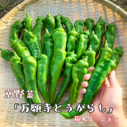 京野菜 「万願寺とうがらし」 からくない！肉厚甘い 逸品 箱入り 2kg 4人用以上 【送料無料】 【2024年7月発送】