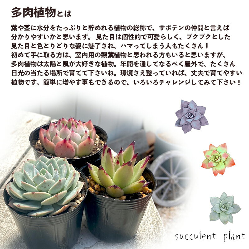 【ふるさと納税】 多肉植物 エケベリア おまかせ セット 詰め合わせ 5種 観葉植物 【 期間限定 】 植物 苗 多肉 観葉植物 種類 色々 ランダム アソート 農園直送 栽培 ガーデニング 寄せ植え用 選べる 発送時期