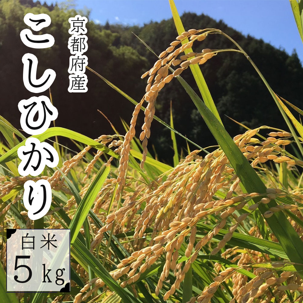 コシヒカリ 5kg 精米 京都産 舞鶴 お米 米 ごはん 白米 こしひかり [送料無料] 農家直送 生産者直送