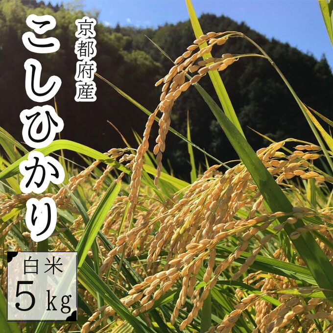 【ふるさと納税】コシヒカリ 5kg 精米 京都産【送料無料】...