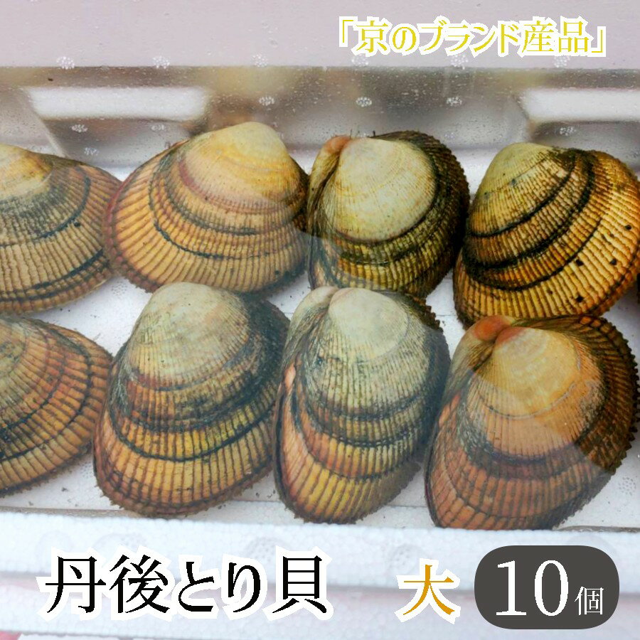 舞鶴産丹後とり貝 大 10個入 151～169g/個 合計1.5kg～1.6kg 新鮮 京都府産 舞鶴 生 殻付き 活け 大型 とりがい 10匹セット 産地直送 産直 お取り寄せ 国産 生食 刺身 炙り 高級食材 クール便 冷蔵