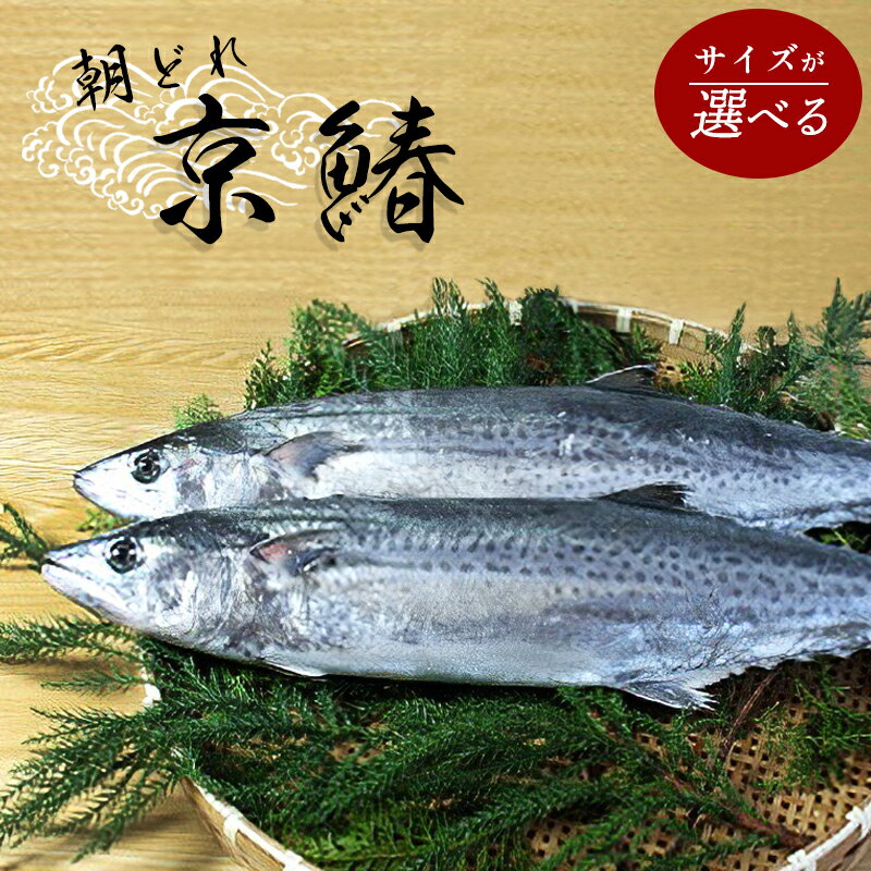 漁連直送!! 京鰆 1.5kg以上 特選京鰆 3kg以上 鮮魚 1尾 朝獲れ 直送 天然 新鮮 鮮度抜群 冷蔵 ナマモノ 寒さわら 京都 舞鶴[送料無料]