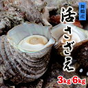 【ふるさと納税】 活 さざえ 3kg / 6kg 舞鶴産 京都産 サザエ 生 栄螺 壺焼き つぼ焼き お刺身 海鮮BBQ 海鮮バーベキュー bbq バーベキュー...