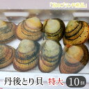 【ふるさと納税】 丹後とり貝 特大 サイズ 170～189g 以上 10個 セット 合計 1.7～1.8kg 以上 新鮮 京都府産 舞鶴 生 殻付き 活け 大型 とりがい 10匹セット 産地直送 産直 お取り寄せ 国産 生食 刺身 炙り 高級食材 クール便 冷蔵