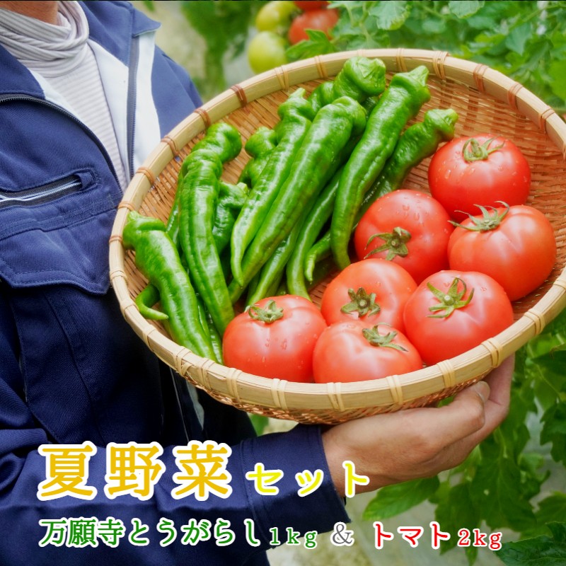 24位! 口コミ数「1件」評価「5」 夏野菜セット 万願寺とうがらし1kg トマト2kg 化粧箱入 夏野菜 セット 野菜 万願寺とうがらし とまと 合計3kg 農家直送 盛り合･･･ 