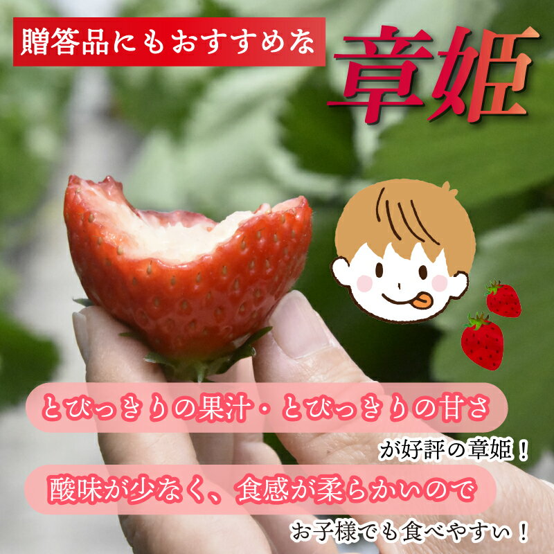 【ふるさと納税】 【2026年1月中旬以降発送】 いちご 章姫 480g前後 ( 特大粒 ) 苺 イチゴ 果物 フルーツ 箱入り 完熟 真っ赤 おいしい 甘い 評判 農家直送 産地直送 鮮度 抜群 好評 人気 ハウス栽培 あきひめ 大きめ 舞鶴 京都 嵯峨根農園