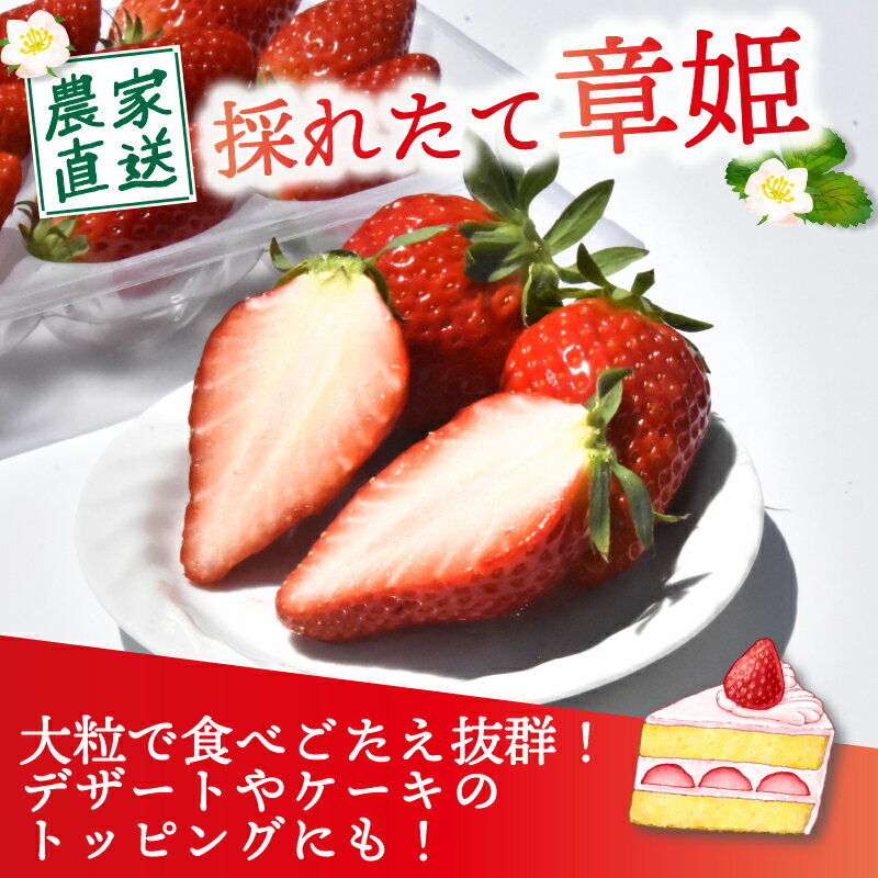 【ふるさと納税】 【2026年1月中旬以降発送】 いちご 章姫 480g前後 ( 特大粒 ) 苺 イチゴ 果物 フルーツ 箱入り 完熟 真っ赤 おいしい 甘い 評判 農家直送 産地直送 鮮度 抜群 好評 人気 ハウス栽培 あきひめ 大きめ 舞鶴 京都 嵯峨根農園