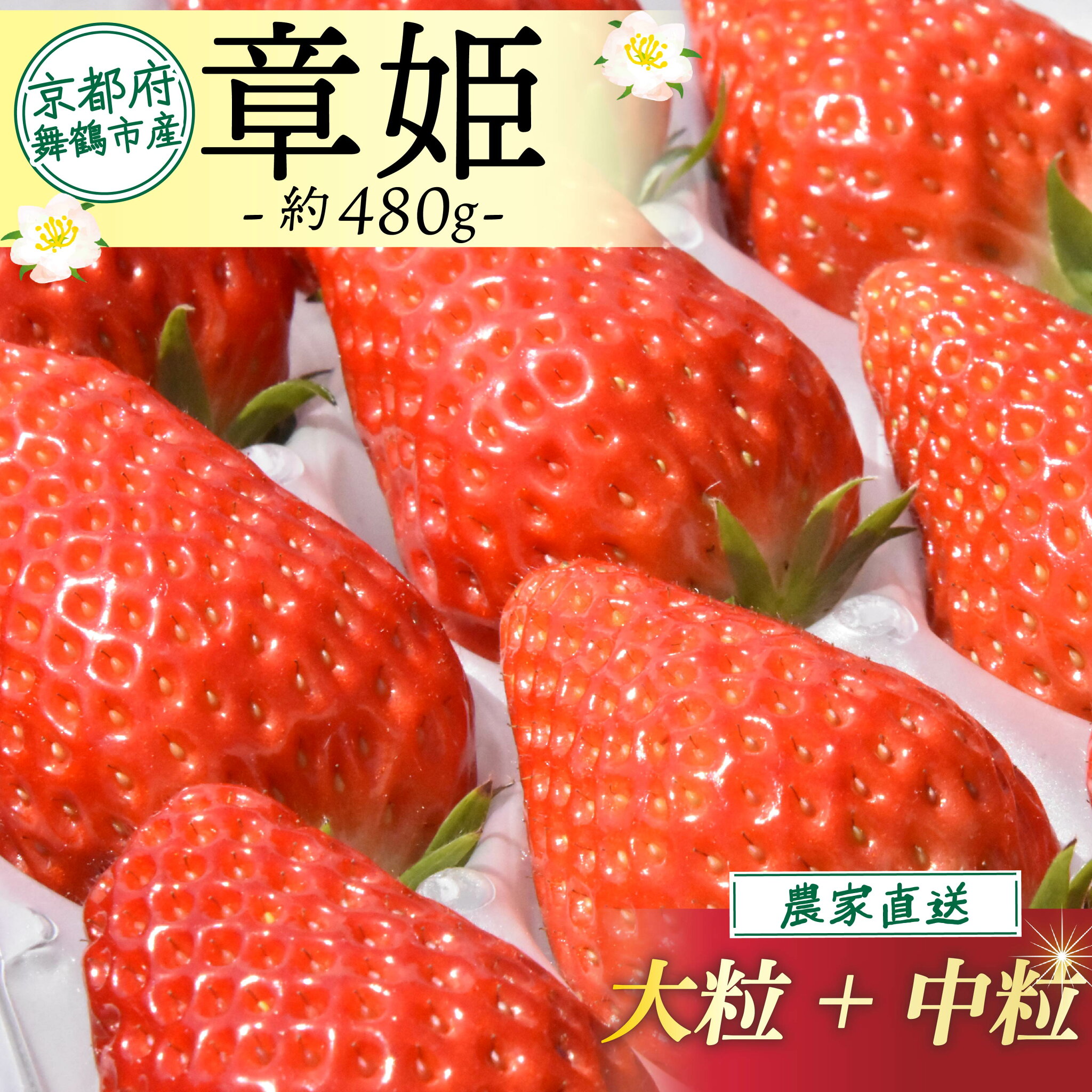 【ふるさと納税】 【2026年1月中旬以降発送】 いちご 章姫 480g前後 ( 大粒 + 中粒 ) 苺 イチゴ 果物 フルーツ 箱入り 完熟 真っ赤 おいしい 甘い 評判 農家直送 産地直送 鮮度 抜群 好評 人気 ハウス栽培 あきひめ 大きめ 舞鶴 京都 嵯峨根農園