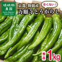 【ふるさと納税】 【5月中旬~11月下旬発送】 万願寺 とうがらし 1kg 秀品 辛くない 美味しい おいしい 肉厚 甘い 旬 採れたて 箱入り 伝統野菜 バーベキュー BBQ 野菜 夏野菜 農家 産地 直送 万願寺とうがらし 唐辛子 規格外 京都 舞鶴