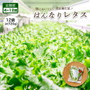  【 定期便 】 みらい乃野菜 はんなりレタス 12袋 720g 4回 12回 レタス 袋入 【送料無料】 水耕栽培 野菜 れたす 葉物 サラダ 高抗酸化値 低硝酸態窒素 小分け 小袋 そのまま 食べれる 健康 身体にやさしい お試し 贈答 熨斗