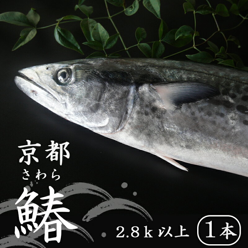 [11月〜3月の発送] 漁師直送!! 一本釣り 京都鰆 2.8kg 以上 鮮魚 1尾 天然 新鮮 鮮度抜群 冷蔵 ナマモノ 寒さわら 活締め [送料無料]