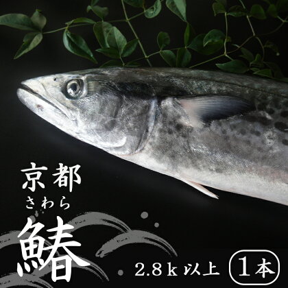 【11月～3月の発送】 漁師直送！！ 一本釣り 京都鰆 2.8kg 以上 鮮魚 1尾 天然 新鮮 鮮度抜群 冷蔵 ナマモノ 寒さわら 活締め 【送料無料】