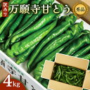 【ふるさと納税】【訳あり】 万願寺甘とう 秀品 4kg | 長さ不揃い 辛くない京野菜 肉厚 ジューシー 京都産 旬 季節の野菜 詰め合わせ 京のブランド産品 ...