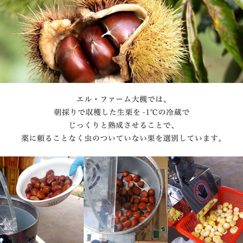 【ふるさと納税】【発送月が選べる】京栗生むき栗 1kg（250g×4袋）【 京都 綾部 丹波栗 自然栽培 農家直送 国産 無農薬 果物 フルーツ くり 栗 小分け 個包装 】