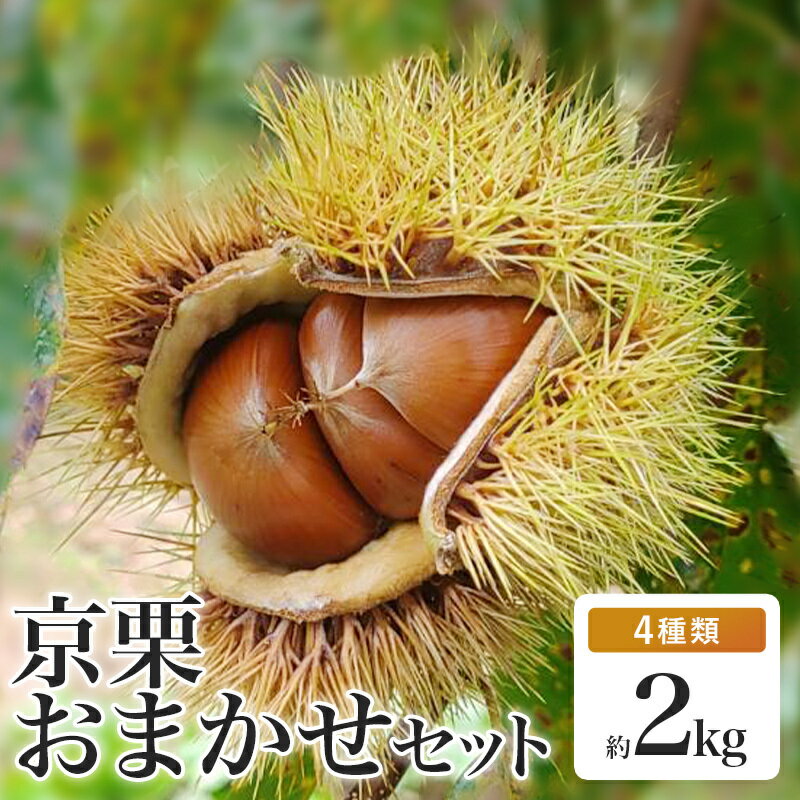 【ふるさと納税】【発送月が選べる】丹波栗 おまかせセット 4種類 約2kg【 数量限定 氷温熟成 栗 2kg 2キロ ぽろたん 石鎚 岸根 このみ 銀寄 美玖里 筑波 万点甘栗 農家直送 無農薬 果物 フルーツ くり 国産 京都 綾部 】