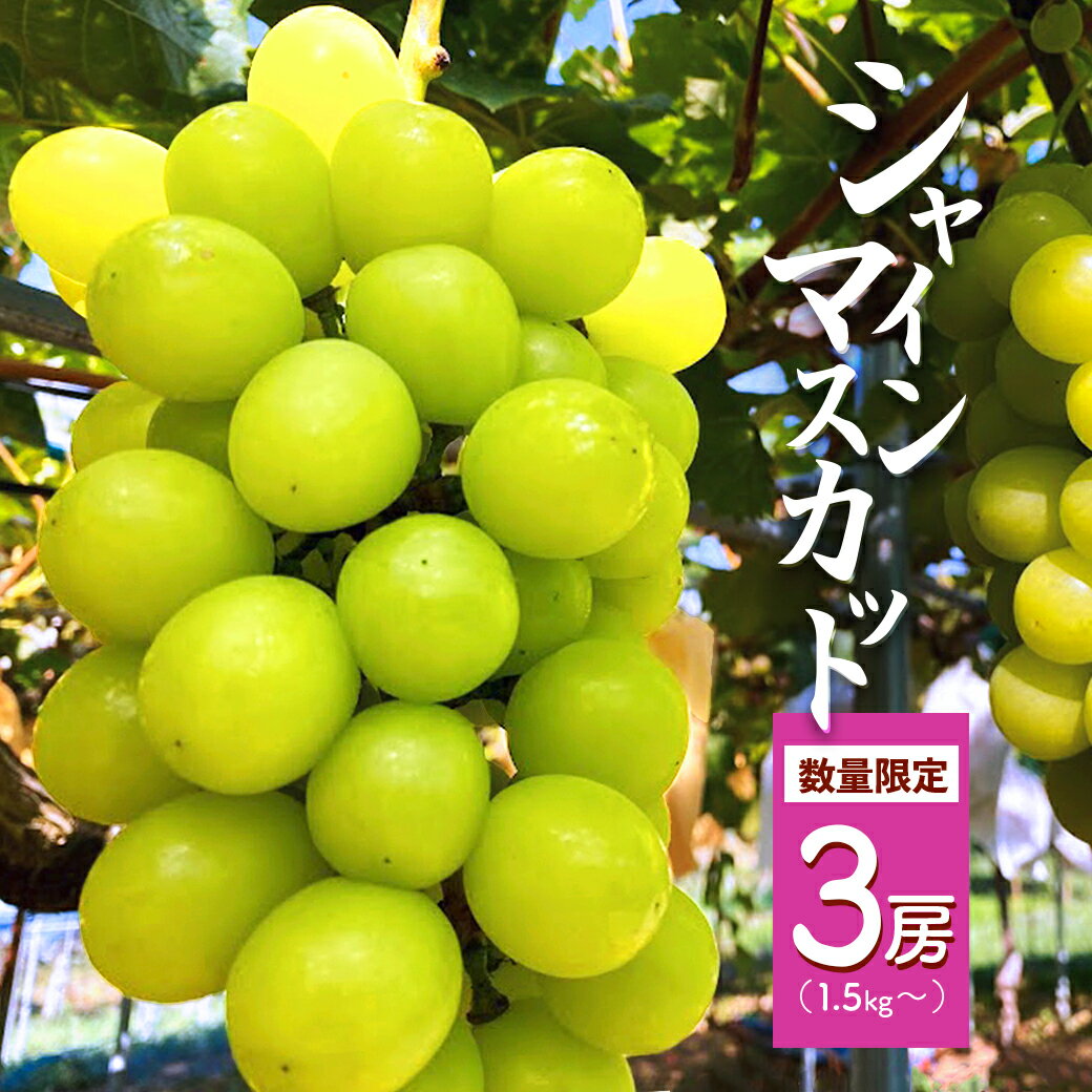 ≪先行予約≫ シャインマスカット 3房(1.5kg以上) [ 京都 綾部 京都府産 シャインマスカット 先行予約 葡萄 ぶどう 果物 くだもの フルーツ デザート 農家直送 国産 産地直送 旬 ]