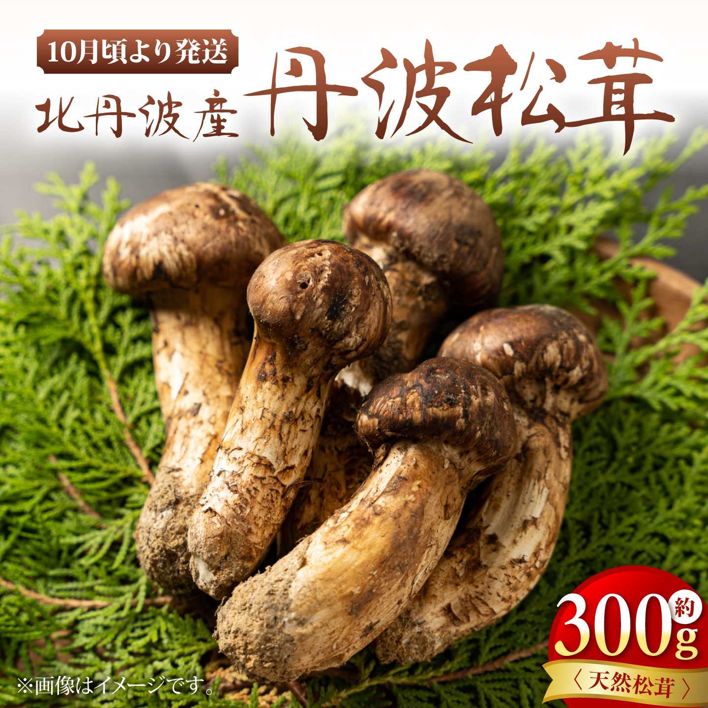 【ふるさと納税】【スピード配送 / 最短7日以内に配送】丹波松茸 300g 北丹波産 国産 産地直送 / 松茸 まつたけ 秋の味覚 冷蔵 京都府 綾部市 / 旭町観光栗林園【配送不可：離島】[BSBP004]