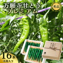 【ふるさと納税】 プレミアム 万願寺甘とう 16本入 木箱入【 数量限定 】【 京都産 節ごとの味わいを楽しむ特別選果 京のブランド産品 京野菜 万願寺 まんが...