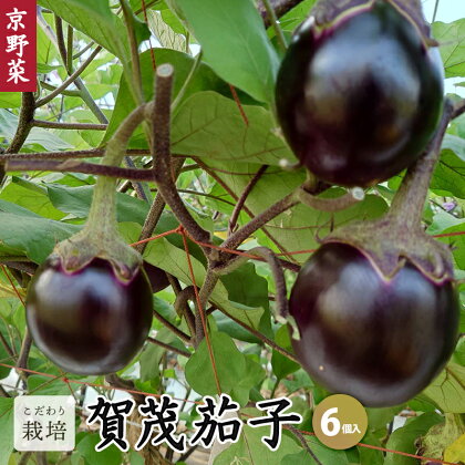 【先行予約・配送月が選べる】賀茂茄子 6個 1.5kg 【 国産 京野菜 旬 季節の野菜 季節限定 野菜 茄子 なす ナス かもなす 賀茂なす 丹州 農家直送 産地直送 京ブランド野菜 綾部 京都 】