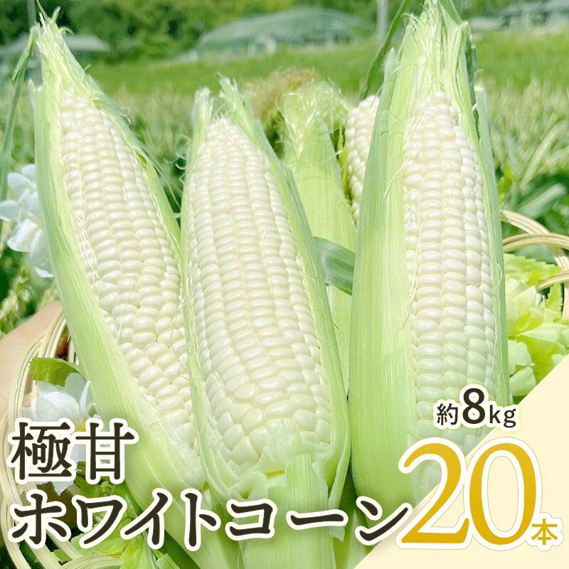 【ふるさと納税】【先行予約 6月発送】京都府産 極甘ホワイトコーン 20本（約8kg） 先行予約 とうもろこし トウモロコシ コーン 季節の野菜 農家直送 旬 旬野菜 国産 野菜 朝採り 産地直送 期間限定 甘い コーン お取り寄せ 贈り物 ギフト 贈答 京都 綾部