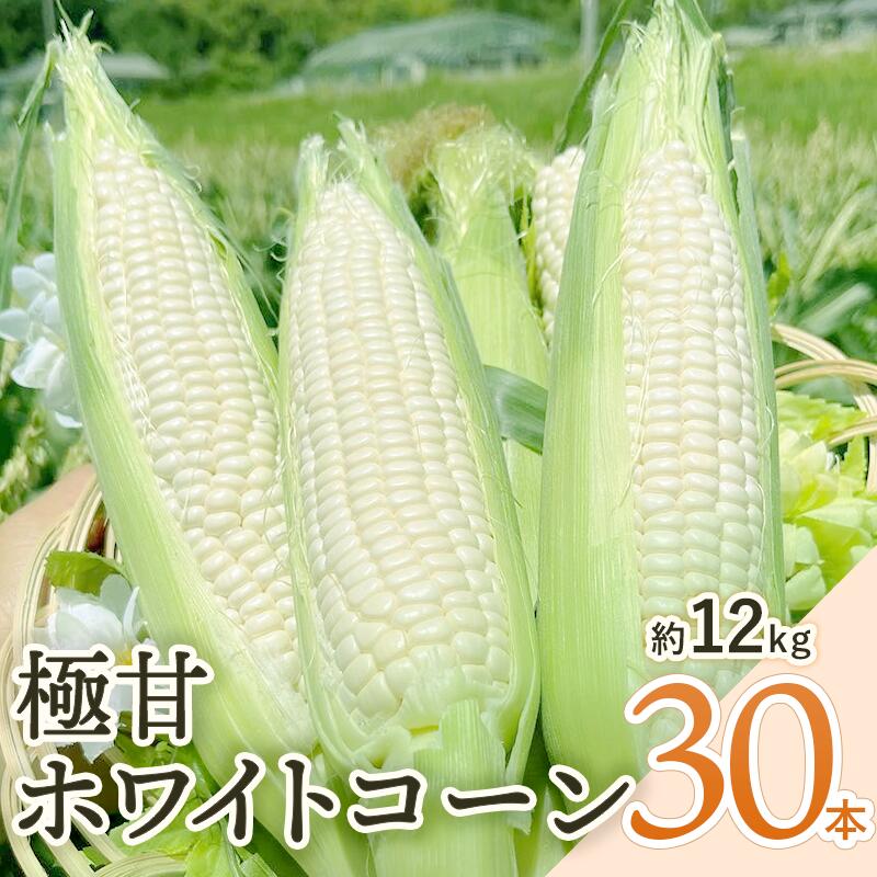 【ふるさと納税】【先行予約 6月発送】京都府産 極甘ホワイトコーン 30本（約12kg） 先行予約 とうもろこし トウモロコシ コーン 季節の野菜 農家直送 旬 旬野菜 国産 野菜 朝採り 産地直送 期間限定 甘い コーン お取り寄せ 贈り物 ギフト 贈答 京都 綾部