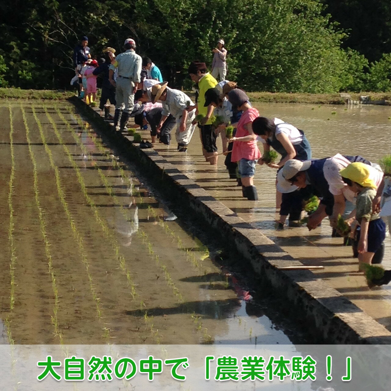 楽天京都府綾部市【ふるさと納税】【農業体験（1名様）】無農薬野菜のプロフェッショナルと一緒に、楽しく充実のひと時を共に過ごしましょう！【 体験 農業体験 畑 無農薬 野菜 収穫 畑 農園 京都 綾部 】