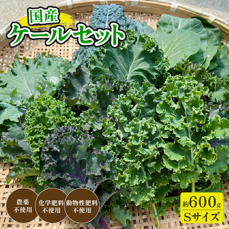 京都府産 ミックスケールS(約600g)[ 国産 産地直送 旬 季節の野菜 ケール 青汁 スーパーフード 野菜 緑黄色野菜 京都 綾部 ]